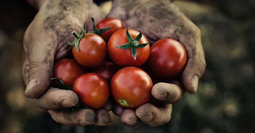 Kost mod forstørret prostata - mand der holder tomater i hånden